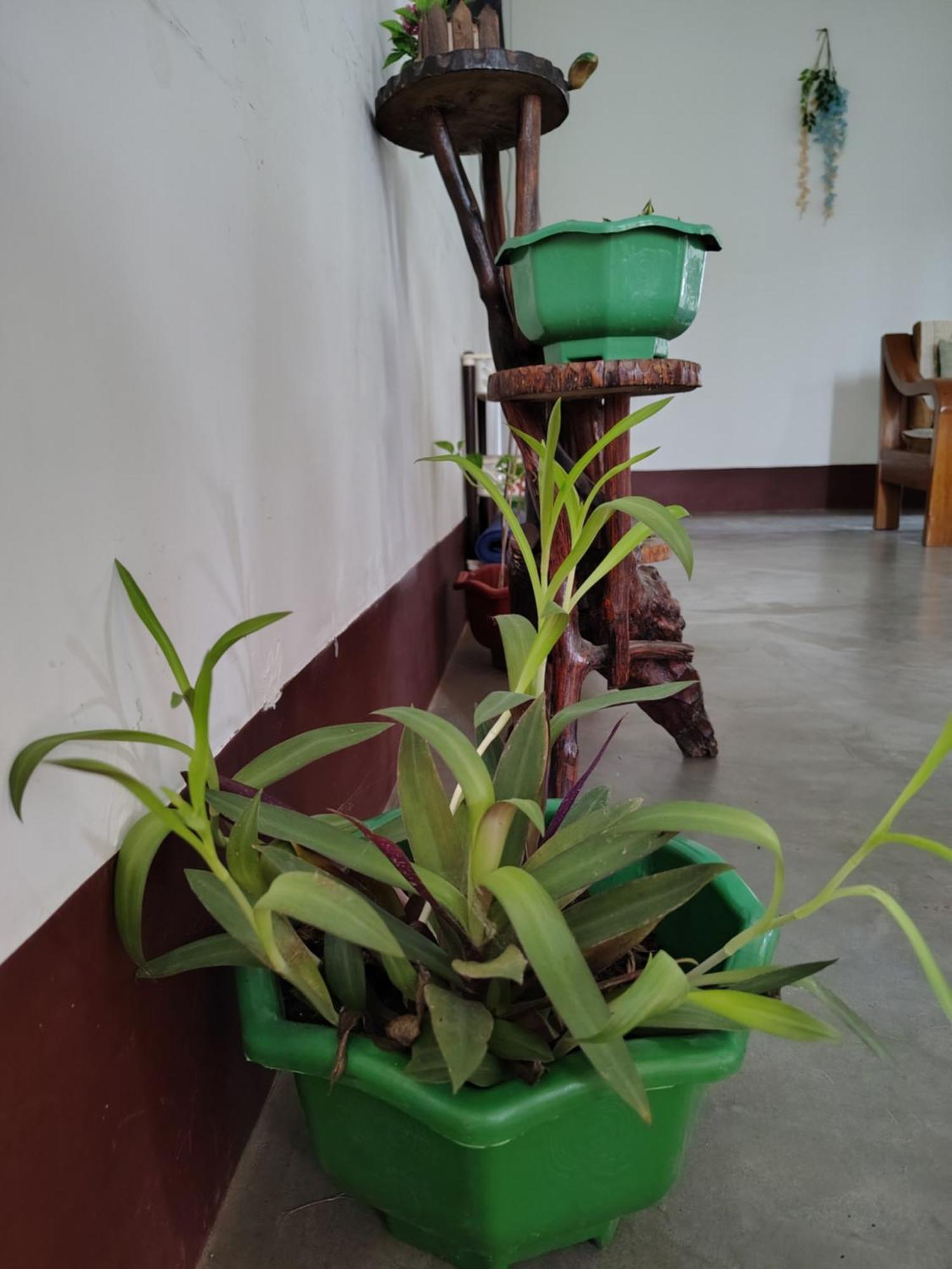 Gayatri Homestay Dibrugarh Esterno foto